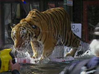Here kitty....nice kitty