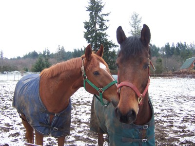 Creekside horses in the pasture