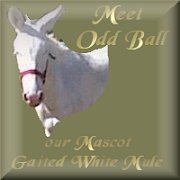 Click here to meet Odd Ball, Gaited White Mule