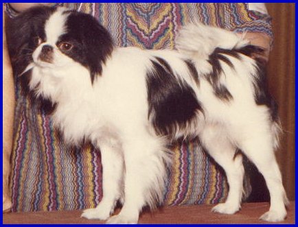 Panda.jpg (39147 bytes)