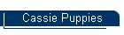 Cassie Puppies