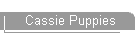 Cassie Puppies