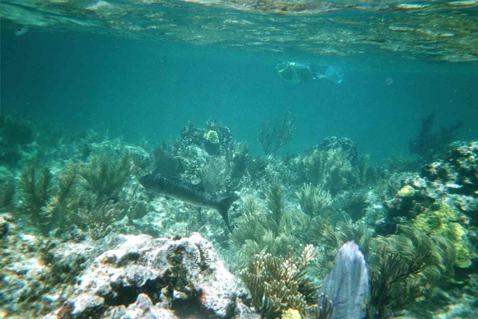 Barracuda