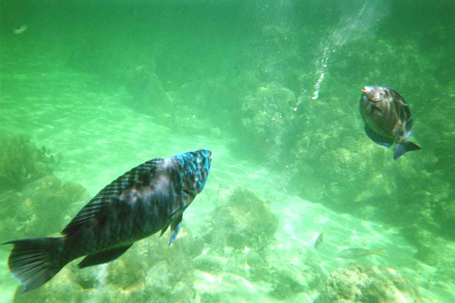 Parrot Fish and Blue Tang