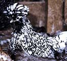 Gallina Polaca Plateada