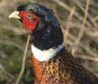 Faisan de Collar