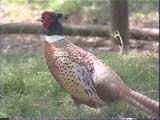 Faisan de Collar