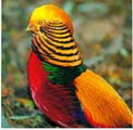 Faisan Dorado Rojo