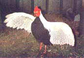 Faisan Plateado