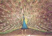 Pavo Real Cristatus Azul