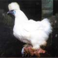 Gallina sedosa de Japon Blanca