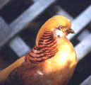Faisan Dorado Lim�n