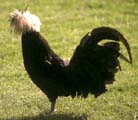 Gallina Polaca de Penacho Blanco