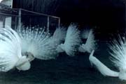 Pavos Cristatus Blancos