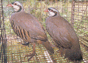 Perdiz Griega
