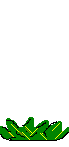 aniflower