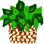 plantbskt