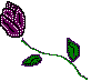 roseb