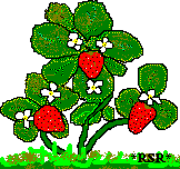 strawberries
