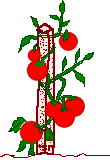 tomatos