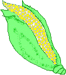 corn