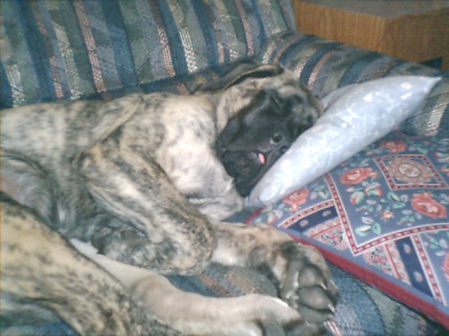 He even needs a pillow for his widdle headie