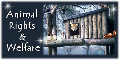 Animal Rights and Welfare