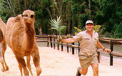 Steve and the camels at Australia Zoo