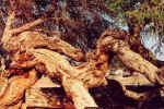 Camelthorn tree - Clicl to enlarge