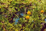 Camelthorn flowers - Click to enlarge