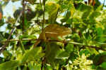 Cape chameleon at Namutomi Camp - Etosha, Namibia