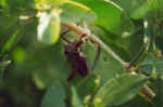 Ground armored cricket in Palmwag, Namibia