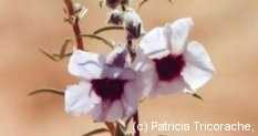 One of many desert flowers - Sossuvlei Camp, Namib Desert, Namibia (Wild sesame?)