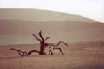 Desert - Click to enlarge