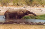 Elephant bath - Click to enlarge