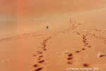Descending Dune 17 - Namib Desert, Namibia