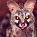 Genet at Naukluft National Park, Namibia
