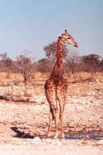 Giraffe in Etosha, Namibia