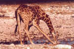 Giraffe - Click for larger view