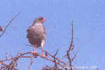 Pale-chanting goshawk in Etosha, Namibia