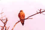 Greater kestrel in Etosha, Namibia