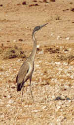 Grey heron in Etosha, Namibia