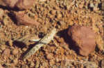 Grasshopper in Palmwag - Damaraland, Namibia