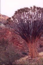 Kokerboom or Quiver Tree - Click to enlarge