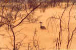 Kori bustard, the largest flying bird in Africa - Etosha, Namibia