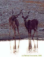 Kudus in Etosha, Namibia