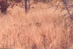 Perfect Camouflage:  Leopard - Click for a larger view