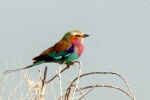Lilac-breasted Roller - Click for larger view
