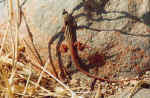 One of many lizards in Damaraland, Namibia