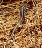 Just a lizard - Namutomi Camp, Etosha, Namibia